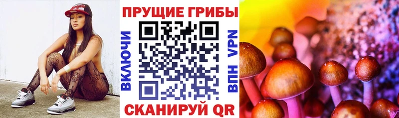 Галлюциногенные грибы Psilocybe  Эртиль 